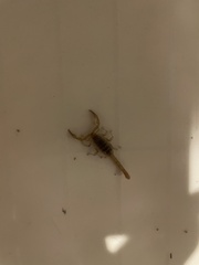 Paruroctonus silvestrii