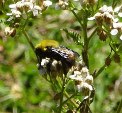 Bombus morrisoni