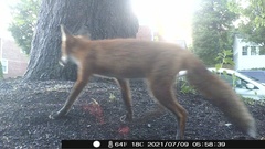 Vulpes vulpes fulvus