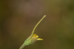 Chlorochlamys chloroleucaria