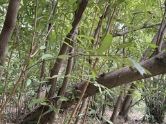 Lindera angustifolia