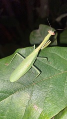 Parastagmatoptera