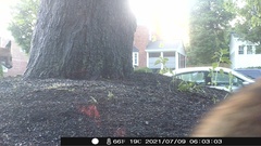 Vulpes vulpes fulvus