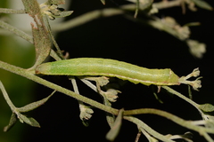 Condica