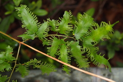 Lygodium flexuosum