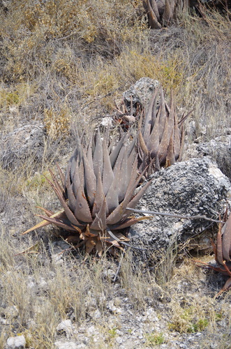 Image of Aloe esculenta by (c) Eric Knight, some rights reserved (CC BY)