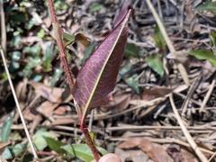 Persicaria strigosa