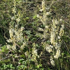 Veratrum fimbriatum