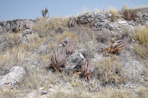 Image of Aloe esculenta by (c) Eric Knight, some rights reserved (CC BY)