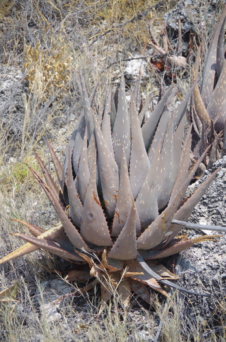 dishashanogha (Aloe esculenta)
