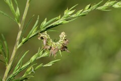 Synchlora