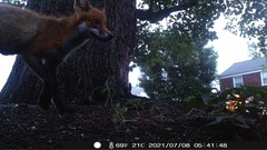 Vulpes vulpes fulvus