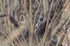 Dendrocopos leucotos