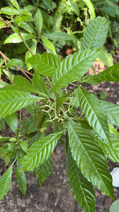 Psychotria nervosa