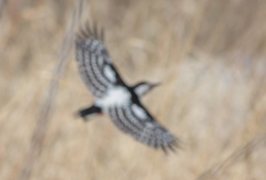 Dendrocopos leucotos