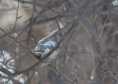 Carpodacus sibiricus