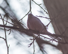 Carpodacus sibiricus