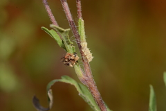 Synchlora