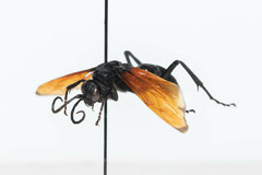 Calopompilus pyrrhomelas