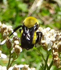 Bombus morrisoni