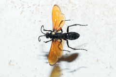 Calopompilus pyrrhomelas