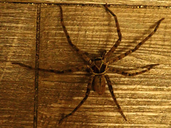 Heteropoda venatoria