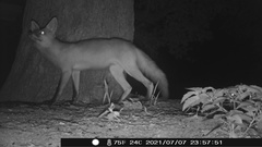 Vulpes vulpes fulvus