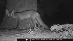 Vulpes vulpes fulvus