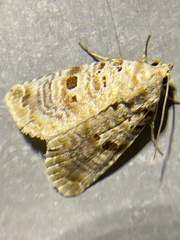 Diastema tigris