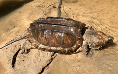 Macrochelys temminckii