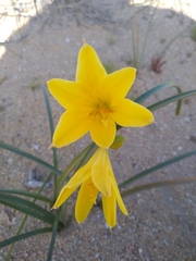 Zephyranthes bagnoldii