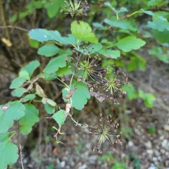 Spiraea blumei