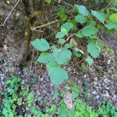 Spiraea blumei