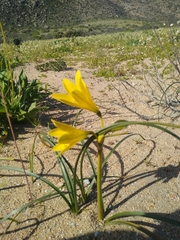 Zephyranthes bagnoldii