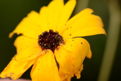 Synchlora