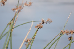 Schoenoplectus acutus