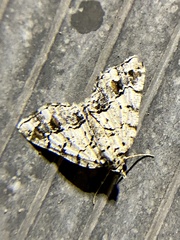 Macaria graphidaria