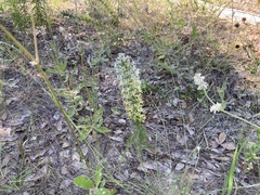 Liatris bridgesii