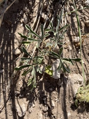 Sphaeralcea coccinea