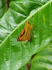 Cephrenes trichopepla