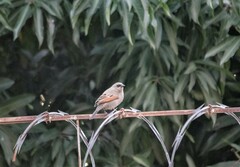 Agelaioides badius