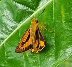 Cephrenes trichopepla