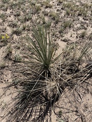 Yucca campestris