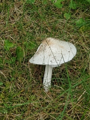 Amanita abrupta