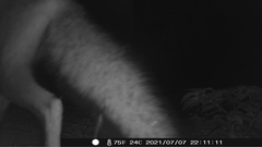 Vulpes vulpes fulvus