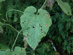 Thladiantha nudiflora