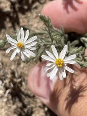 Chaetopappa ericoides