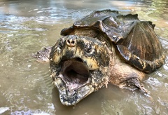 Macrochelys temminckii