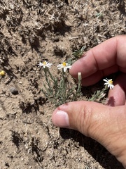 Chaetopappa ericoides