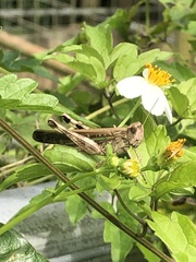 Aiolopus thalassinus tamulus